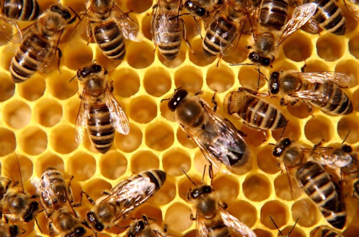 Pčele mogu povezati simbole sa brojevima