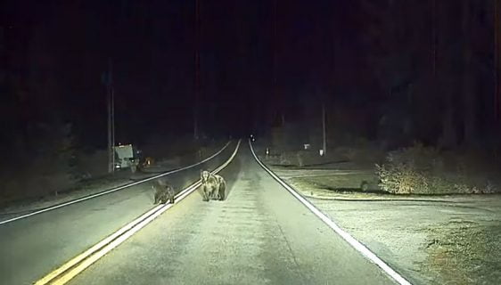 Teslin autopilot spasio vozača od medvjeda ili možda obrnuto, a to možete pogledati u Videu