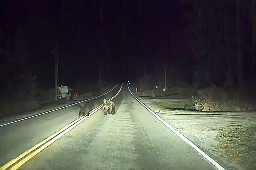 Teslin autopilot spasio vozača od medvjeda ili možda obrnuto, a to možete pogledati u Videu