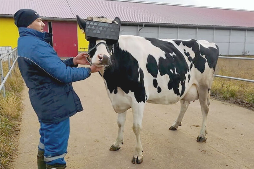krave dobile VR