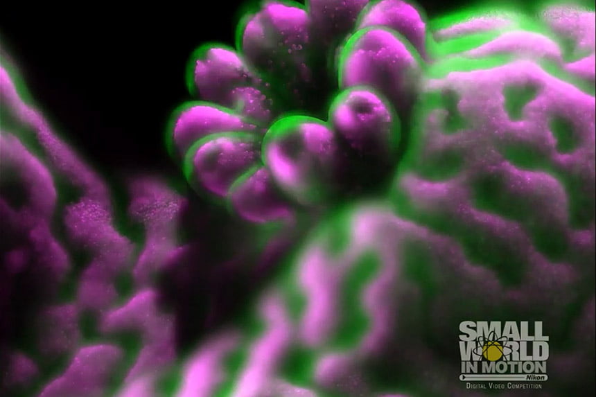 Čudesni snimci mikrosvijeta - ovo su pobjednici Nikonovog takmičenja "Small World in Motion"