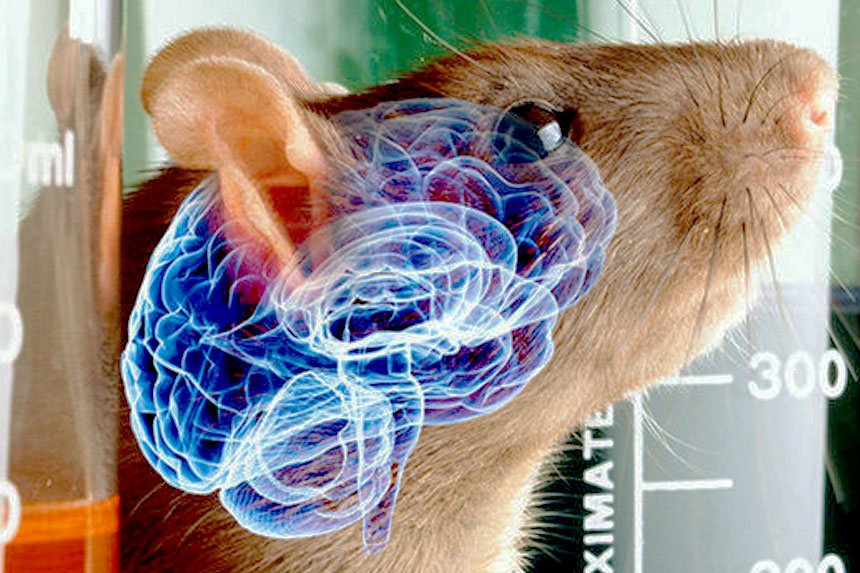 Человек мышь мозг