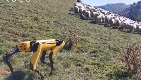Pas robot "Spot" čuva ovce na Novom Zelandu