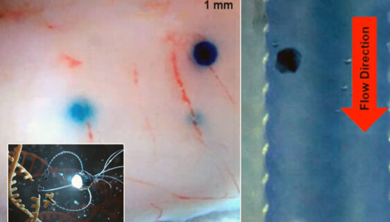 Magnetni minijaturni roboti ciljano dovode lijekove u bilo koji dio tijela