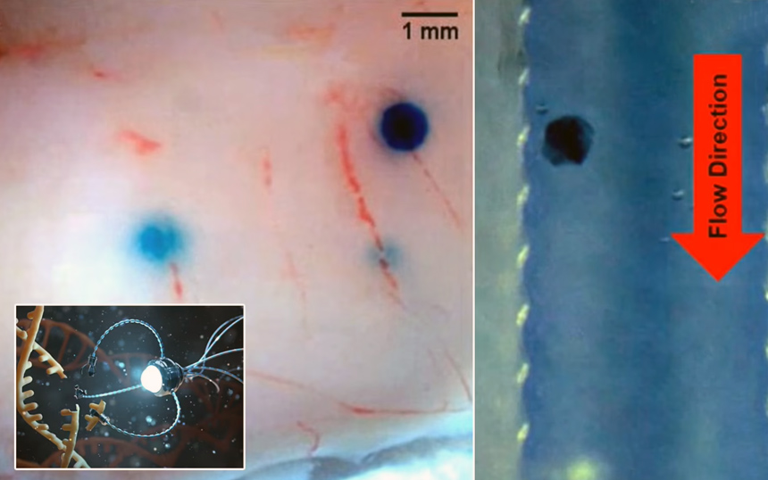 Magnetni minijaturni roboti ciljano dovode lijekove u bilo koji dio tijela