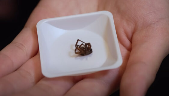Naučnici pretvorili mrtve pauke u robote