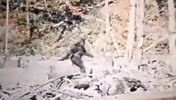 Vještačka inteligencija odgonetnula misteriozni snimak Bigfoot-a