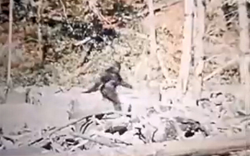 Vještačka inteligencija odgonetnula misteriozni snimak Bigfoot-a