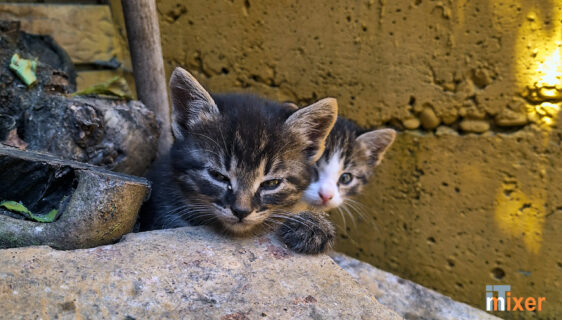 Cat Pain Detector - AI aplikacija koja otkriva da li vašu mačku nešto boli, foto darko samardžić kodar, kodarstudio