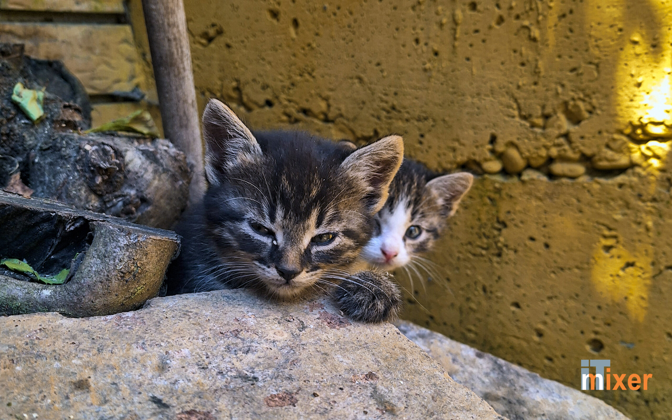 Cat Pain Detector - AI aplikacija koja otkriva da li vašu mačku nešto boli, foto darko samardžić kodar, kodarstudio