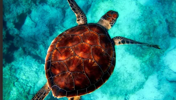 Okean, more, kornjača (Foto: ilustracija / pixabay)
