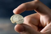 Rusi napravili vještački "mini-mozak" kako bi shvatili uticaj genetike na razmišljanje