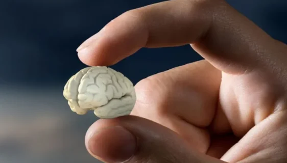 Rusi napravili vještački "mini-mozak" kako bi shvatili uticaj genetike na razmišljanje
