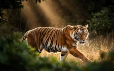 FLUX.2 AI generator slika donosi fotorealizam i napredne mogućnosti uz NVIDIA optimizacije