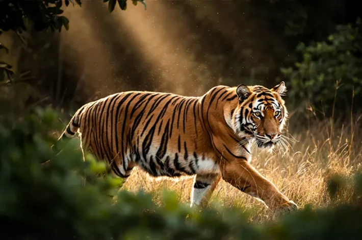 FLUX.2 AI generator slika donosi fotorealizam i napredne mogućnosti uz NVIDIA optimizacije